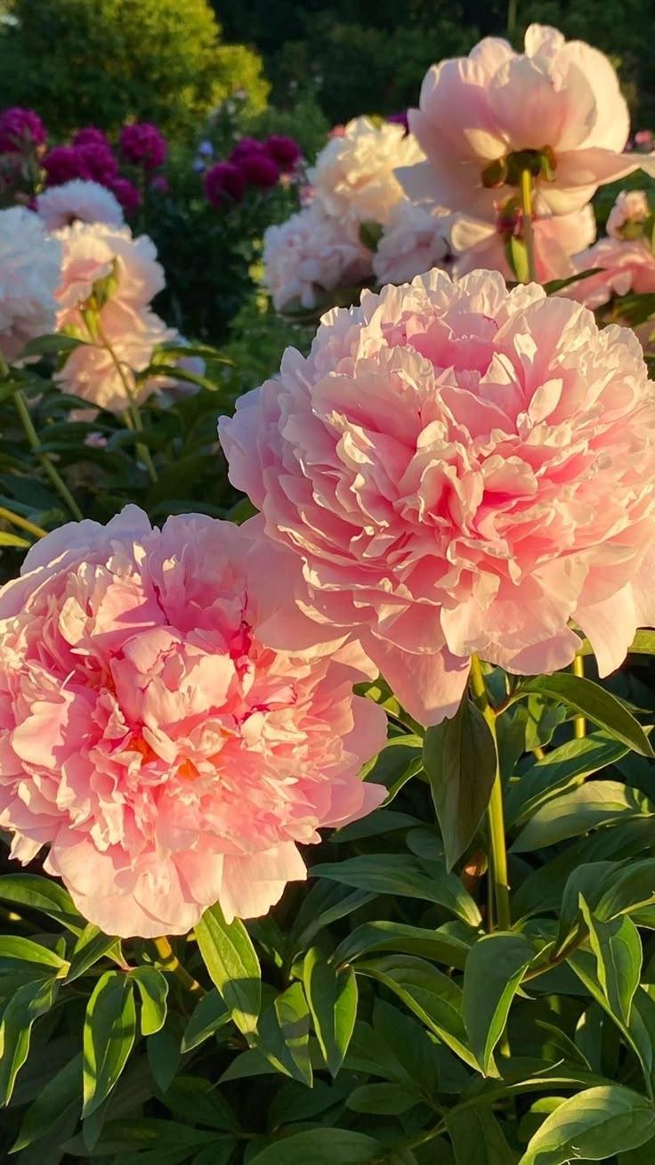 Velvet Twilight Rose Symphony